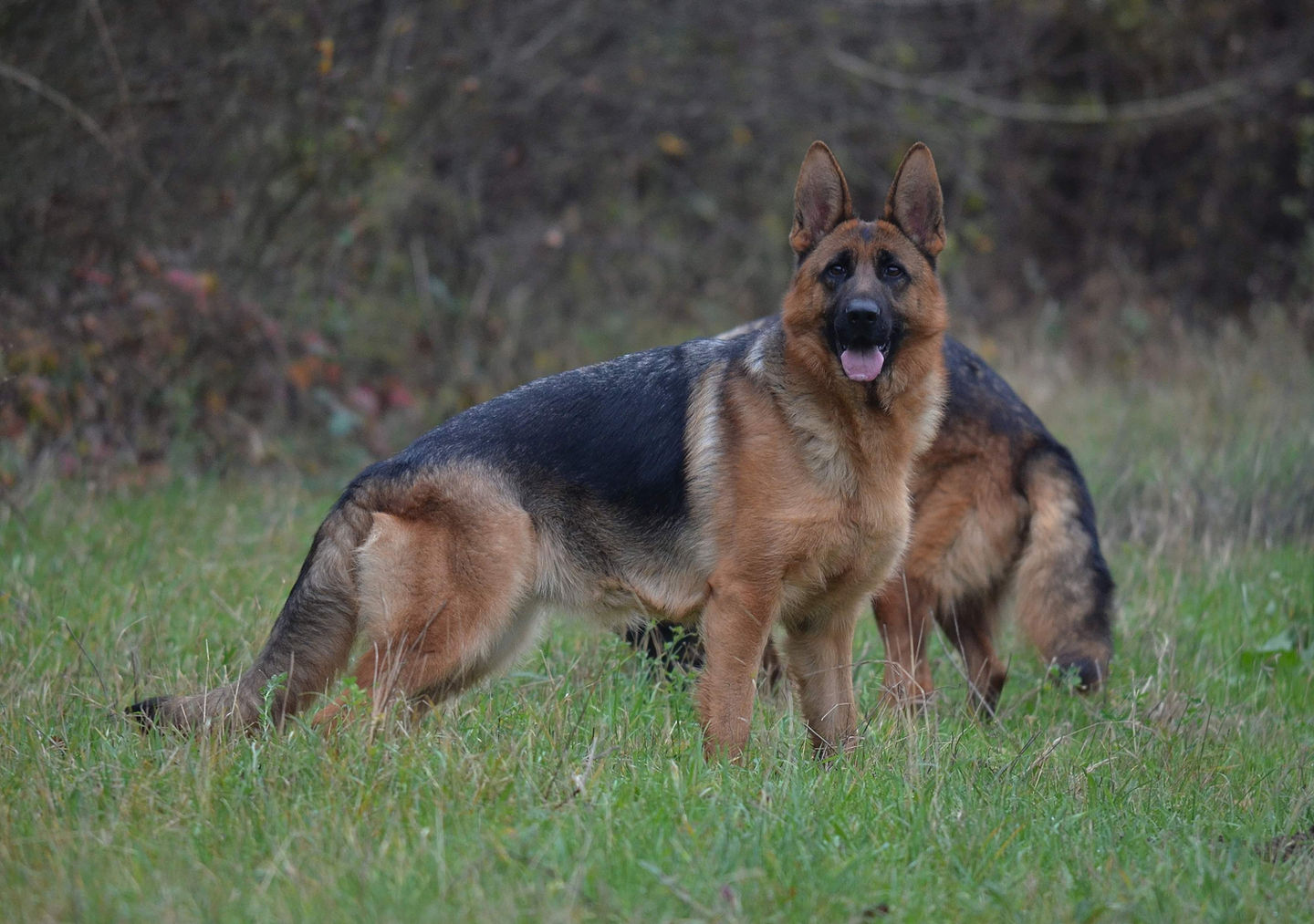 Meer Küste German Shepherds  Bethel, ME
