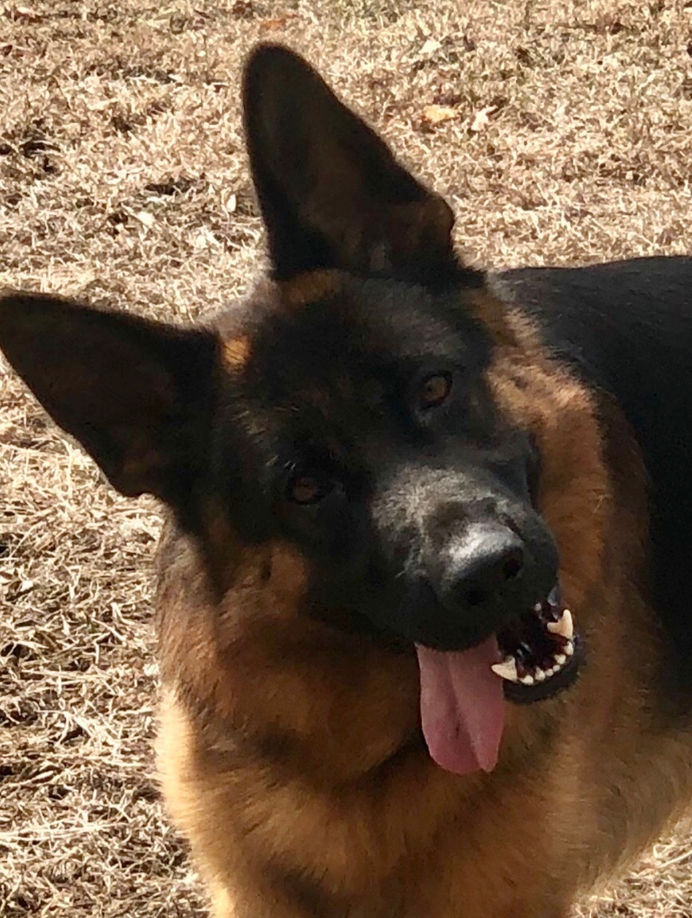 Meer Küste German Shepherds Port Clyde, ME