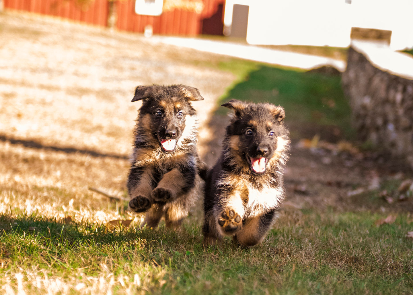 Meer Küste German Shepherds Maine New Hampshire