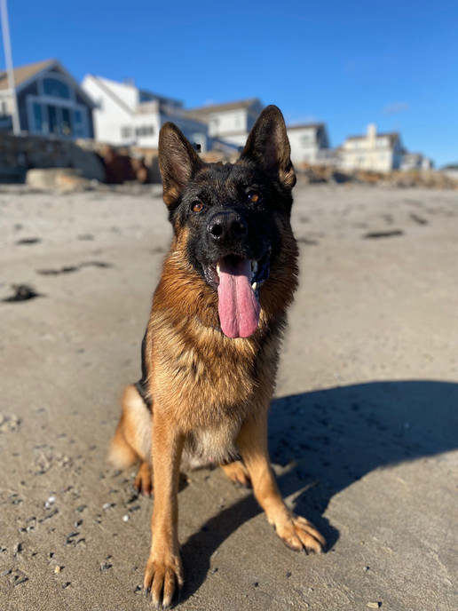 Home Meer Kuste West German Shepherds Maine