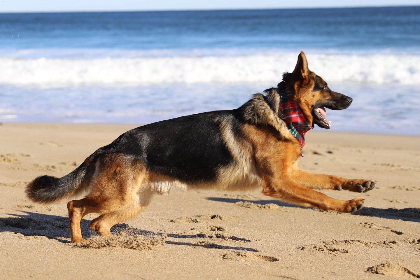 Meer Küste German Shepherds, Bethel Maine
