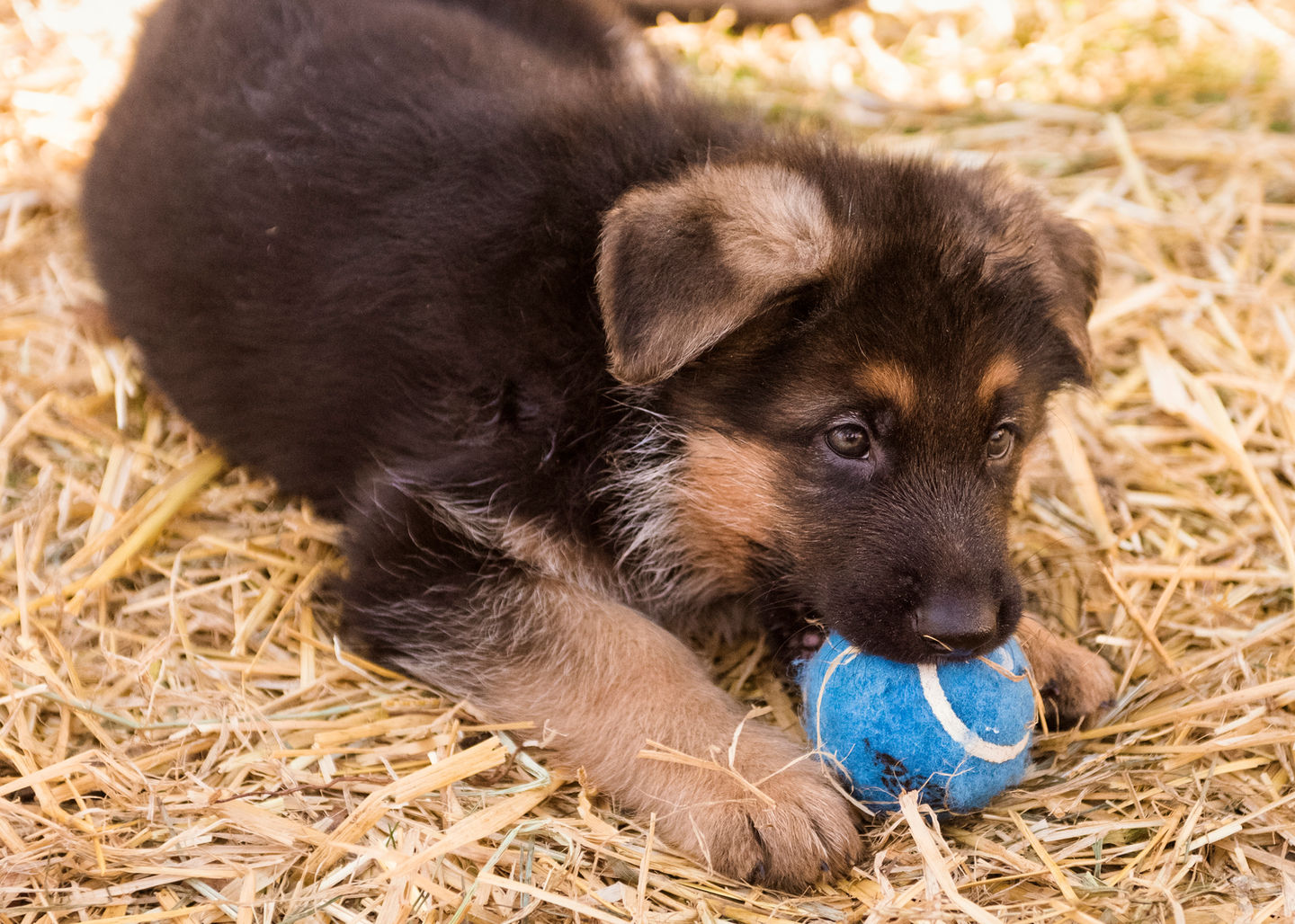 GSD Puppy
Meer Küste German Shepherds
