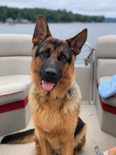 Meer Küste German Shepherds  Maine New Hampshire