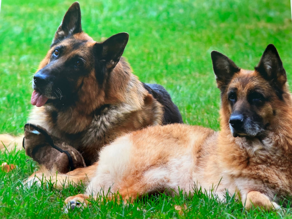Meer Küste German Shepherds  Port Clyde, Maine