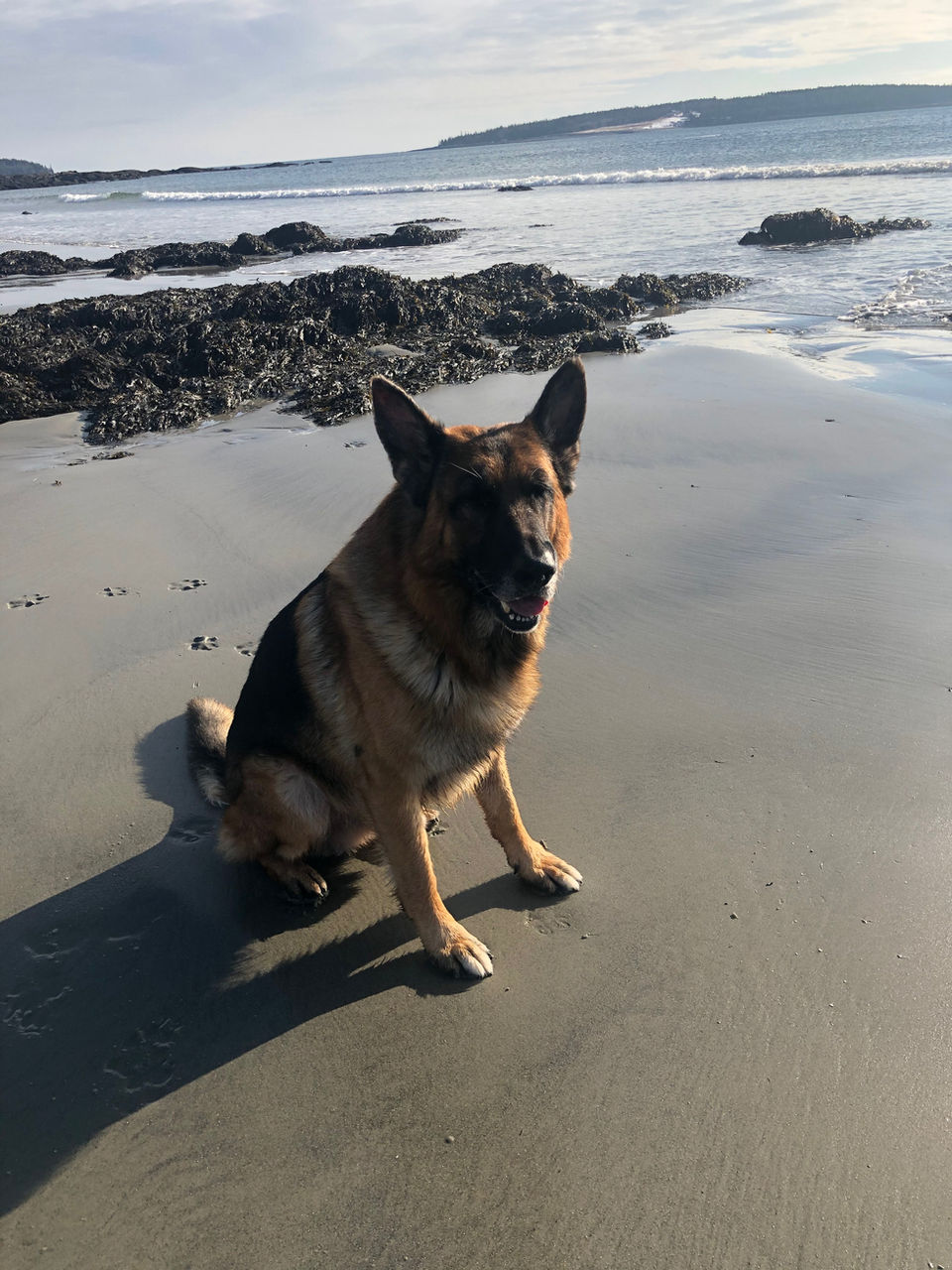 Meer Küste German Shepherds  Bethel, ME