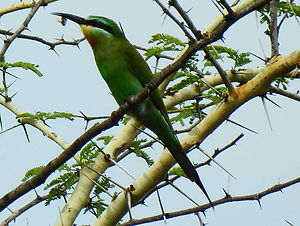 Blue-cheeked Bee-eater