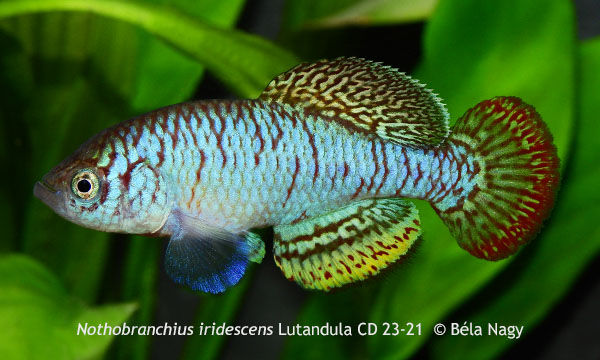 Nothobranchius iridescens