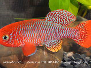 Images of N. streltsovi added