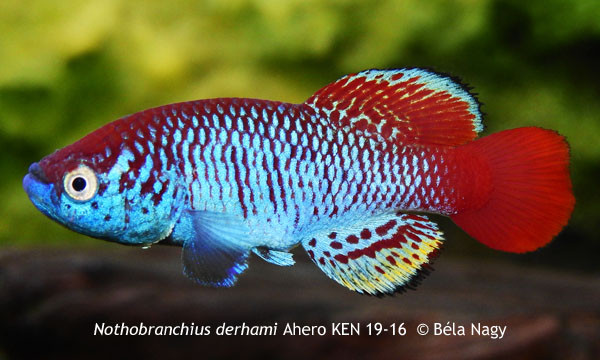 Nothobranchius derhami
