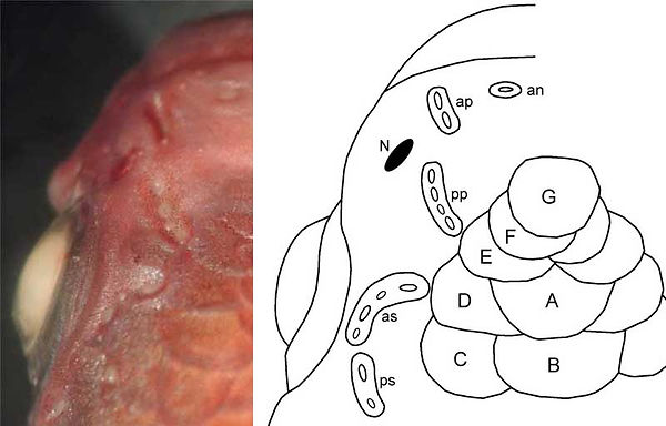 Cephalic sensory system