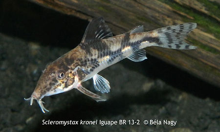 Scleromystax kronei Iguape BR 13-2
