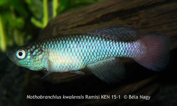 wildnothos.wixsite.com