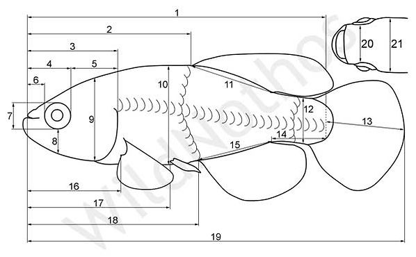 Morphometric measurements