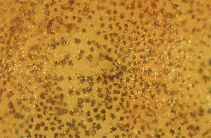 Neuromast on scale along trunk mid-longitudinal series