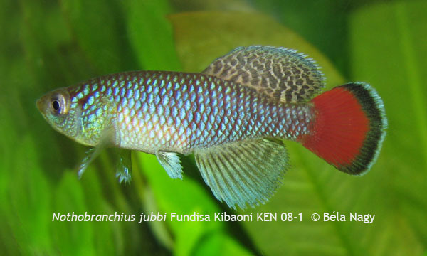 Nothobranchius jubbi