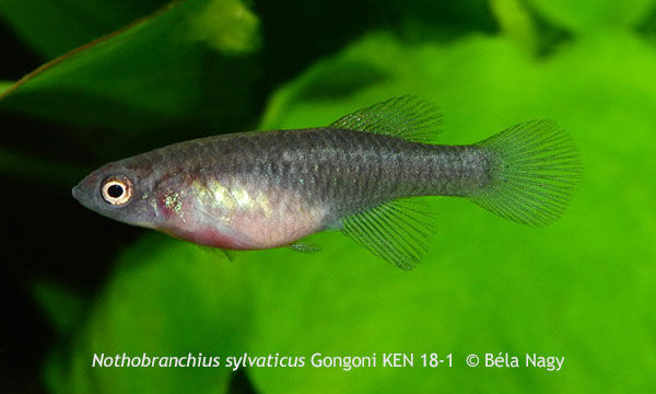 Nothobranchius sylvaticus