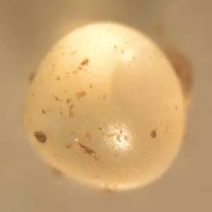 Maintenace Breeding Of Nothobranchius By Wildnothos
