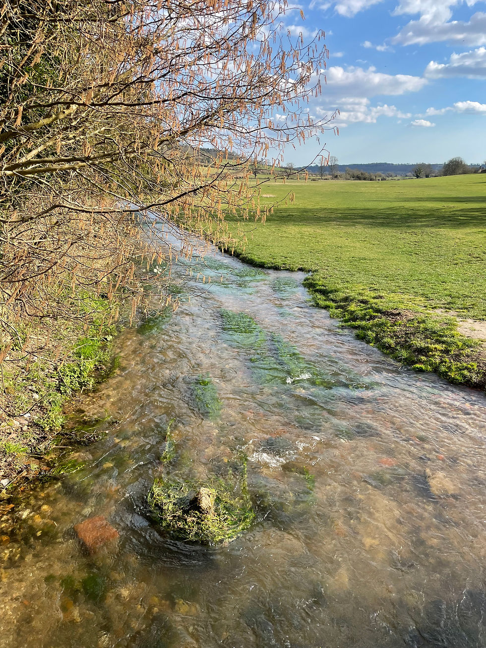 Clear stream winding past bare tree branches through a green meadow under a blue, partly cloudy sky