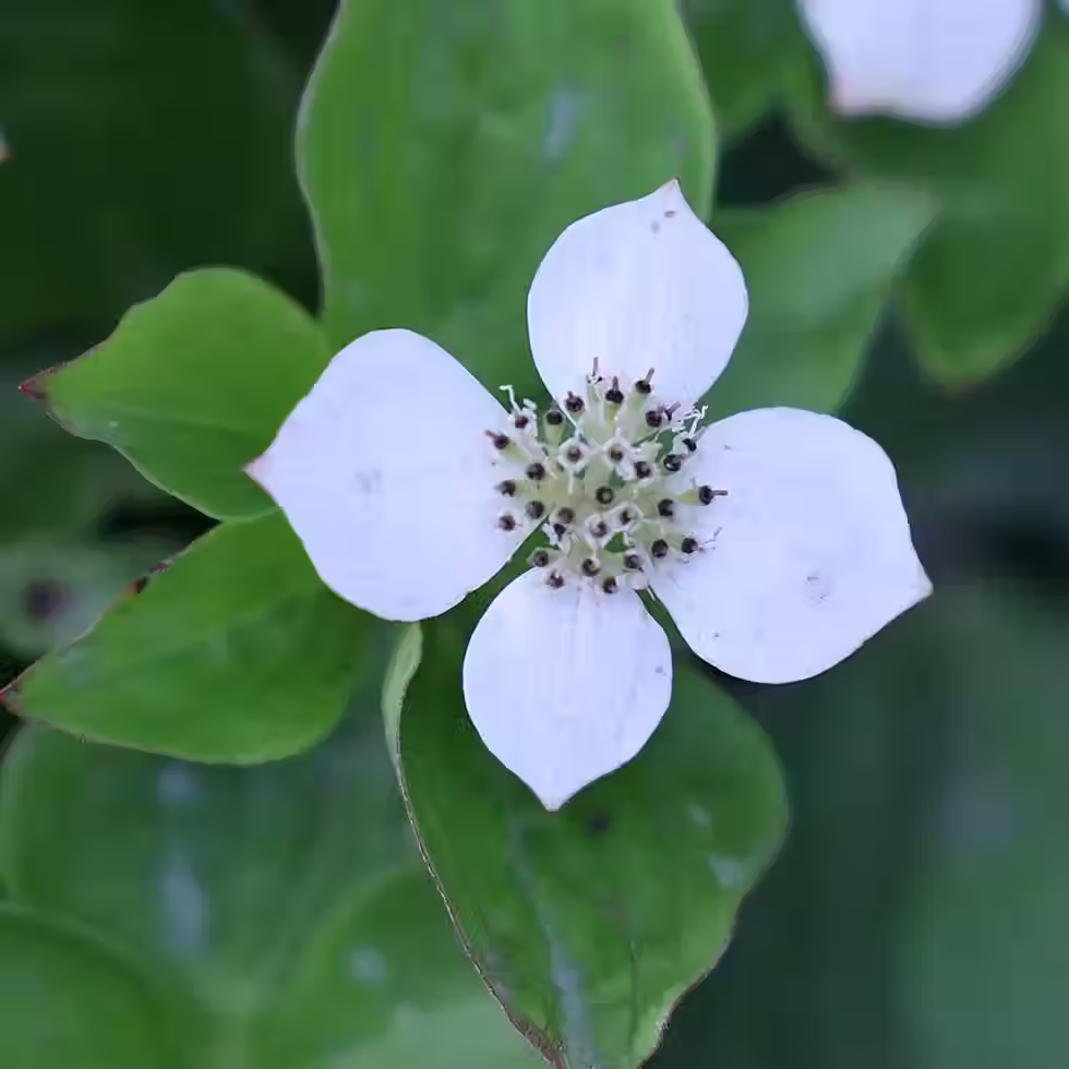 White Dogwood flower
