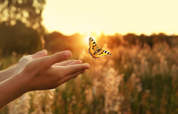 Open hands releasing a butterfly into golden sunset light over a meadow, a symbol of peace, hope, and new life
