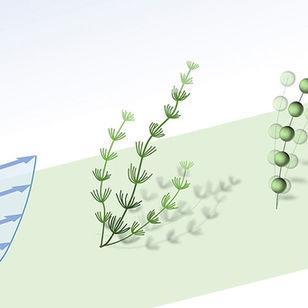 A diagram of the surrogate plant with a thin stem and small leaf clusters