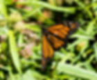 DSC01726.jpg
