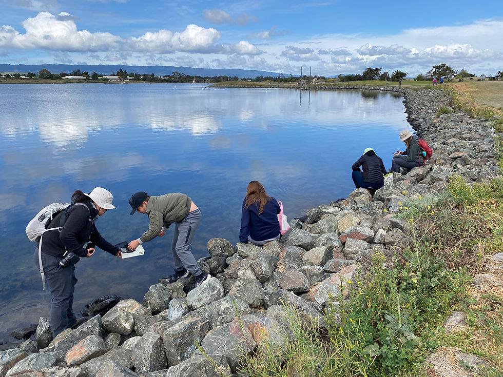 Shoreline BioBlitz event + City Nature Challenge!