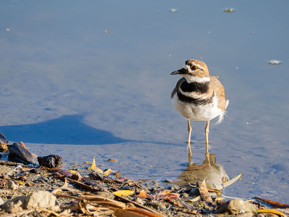 Hellyer Park Summer 2026 BioBlitz