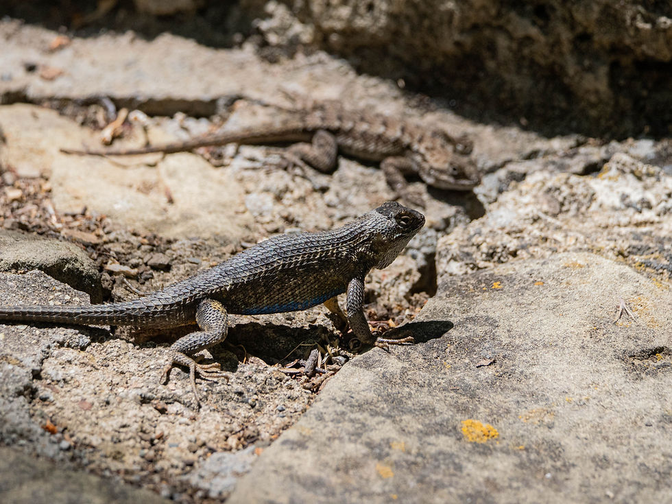 Alum Rock Park Spring CNC BioBlitz event