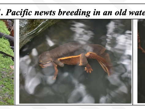 2017-2021 newt patrol survey report