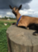 IMG_1408.jpeg