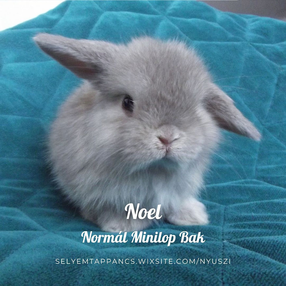 Noel