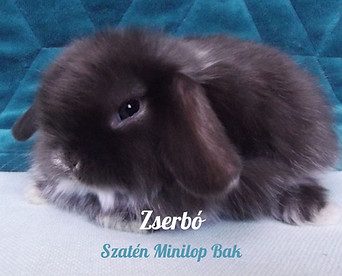 szatén mini kosorrú nyuszi