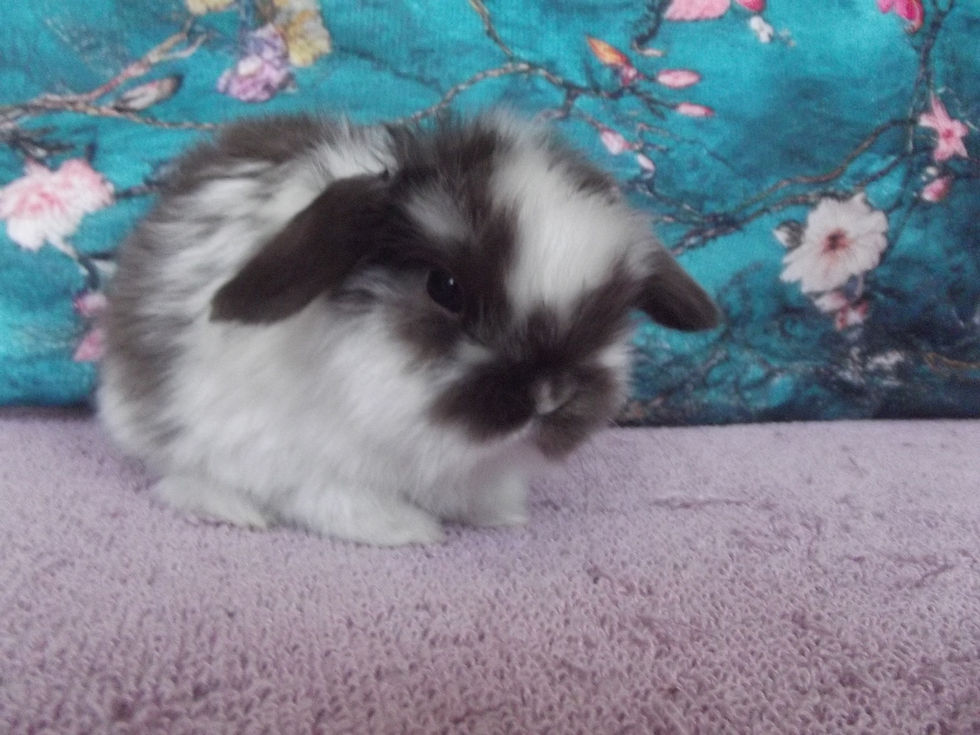 Nilla