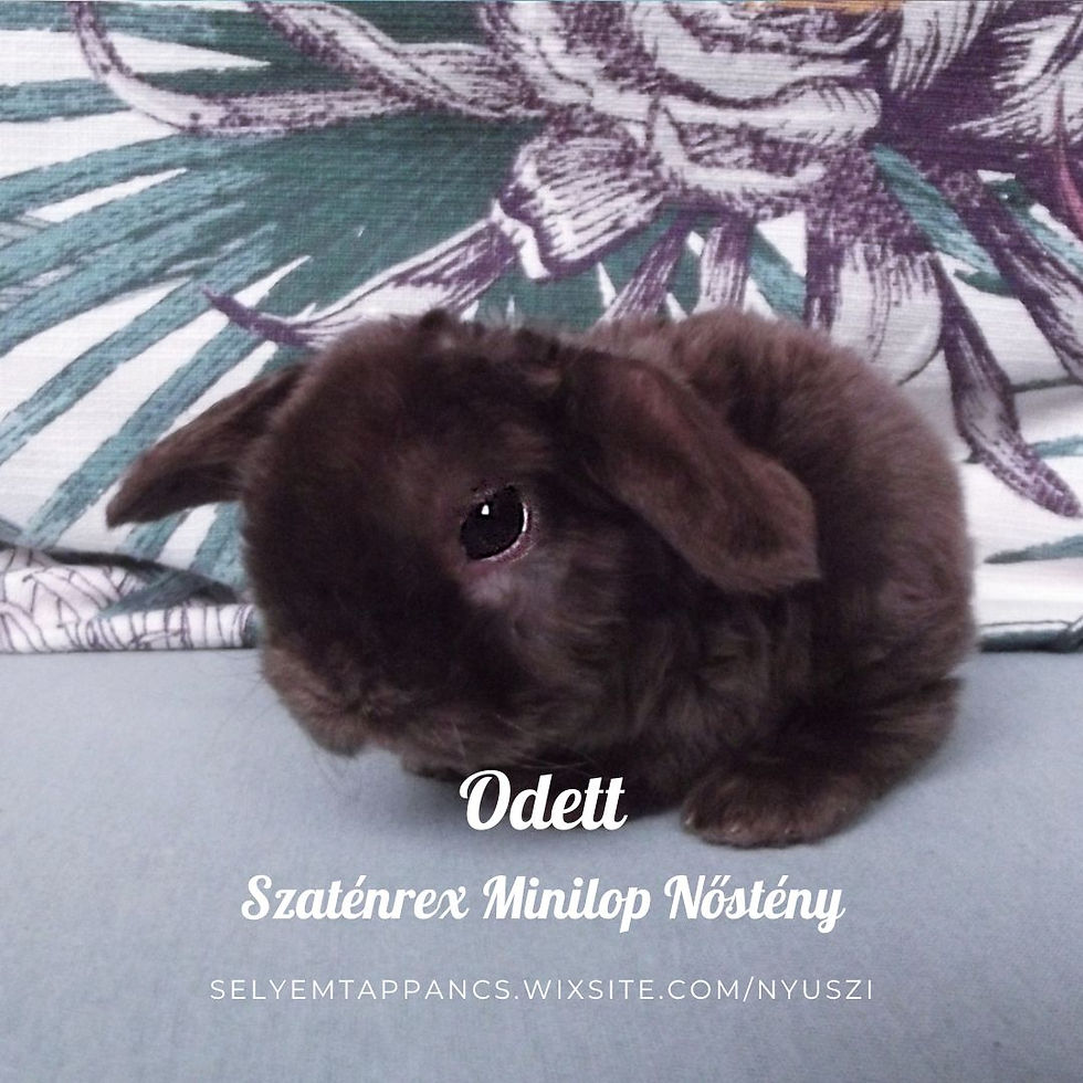 Odett