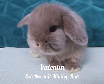 lila vidra mini kosorrú nyuszi
