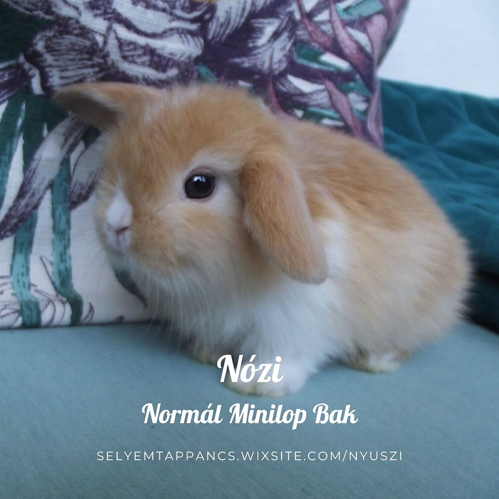 Nózi