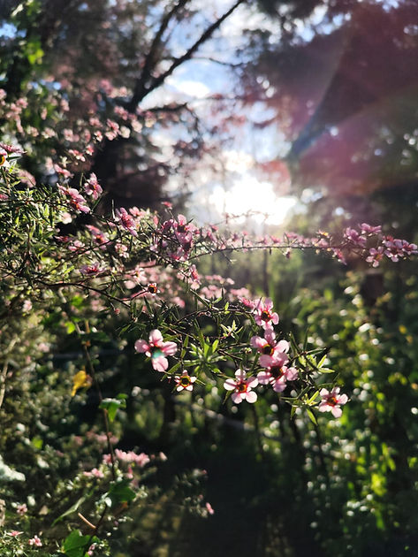 arvore + raios de sol.jpg