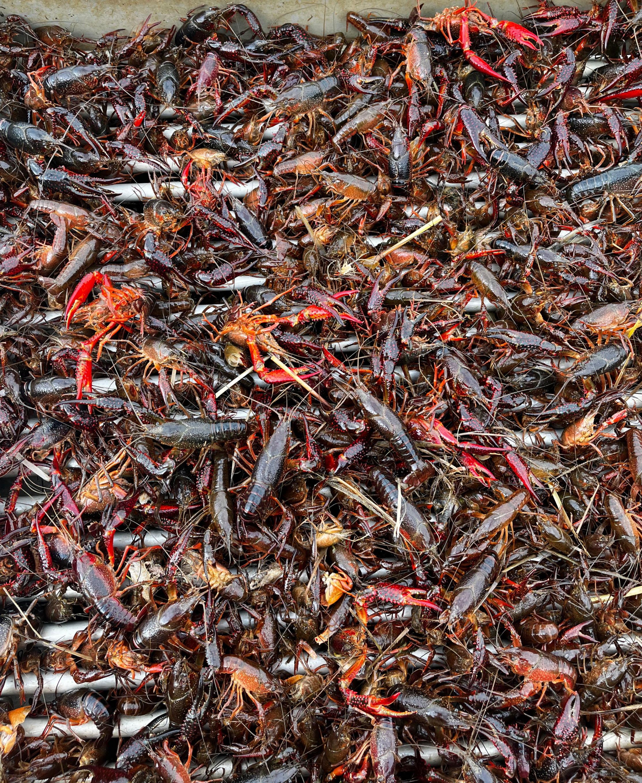 Live, Purged NC Crawfish