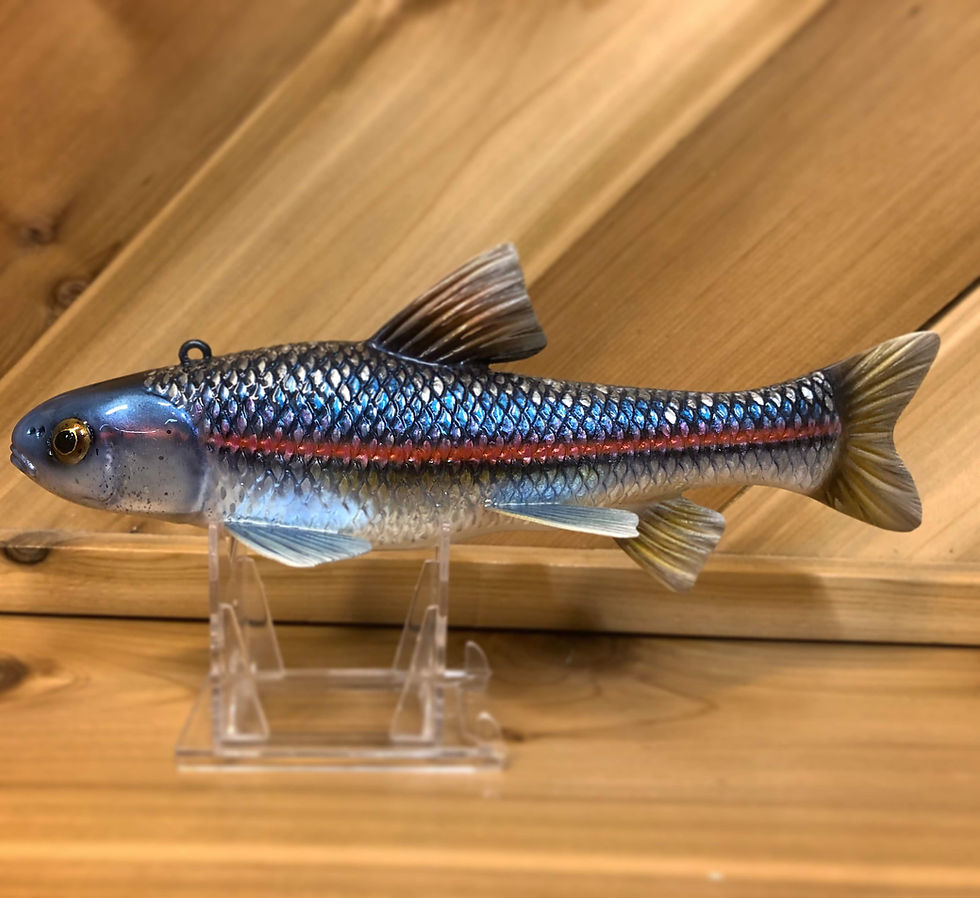 Rainbow Shiner Fishing Decoy