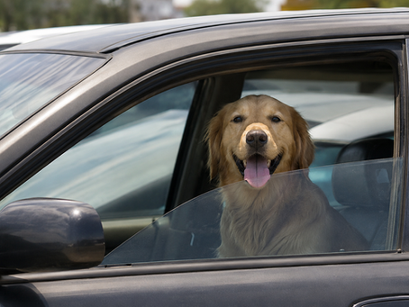 A Few Minutes Can Be Fatal: Why Animals Should Never Be Left in Hot Cars