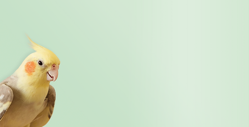 background.png