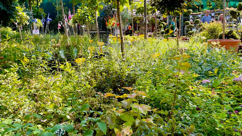 Tuincentrum Der Holländer: Een Groene Planten Oase in het Hart van Berlijn