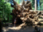Yosemite_park (8)