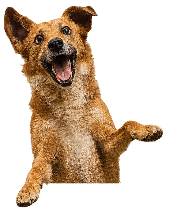 Jumping front page dog_edited_edited.png