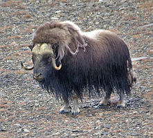 The maned lamb shows power. Photo by Ronit Israel