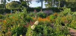 Back garden