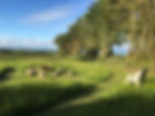 Wildflower Paddock.jpg