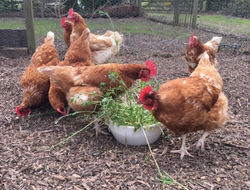 Feathered friends