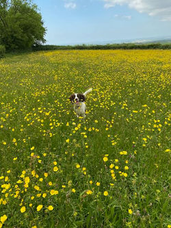 Meadow